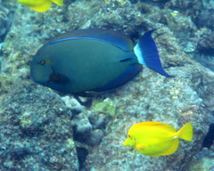 Acanthurus blochii
