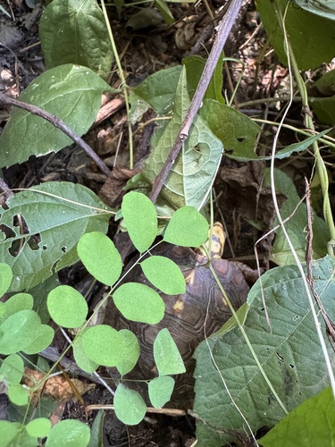 Mexican Spotted Terrapin (Rhinoclemmys rubida)