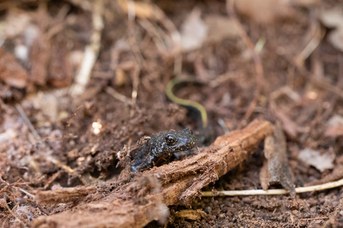 Italian Crested Newt