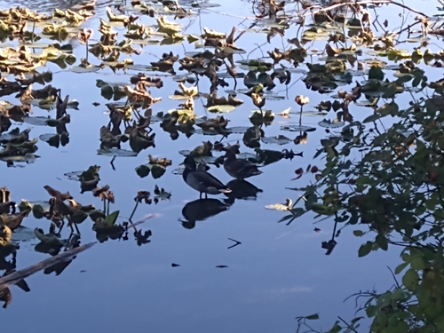 Mallard