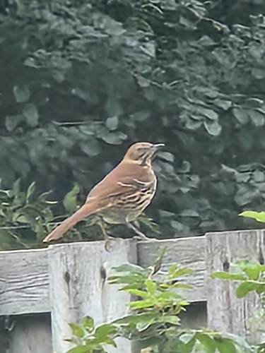 Brown Thrasher