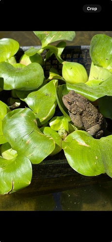 American Toad