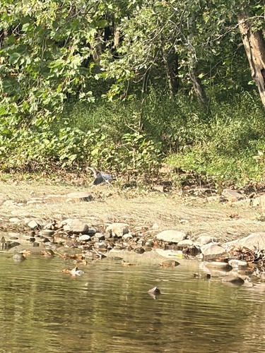 Green Heron