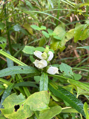 white turtlehead