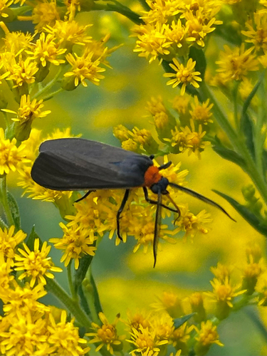 Yellow-collared Scape Moth