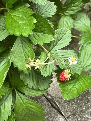 Virginia strawberry