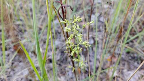 Silene borysthenica, 2026-09-16