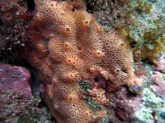 Callyspongia