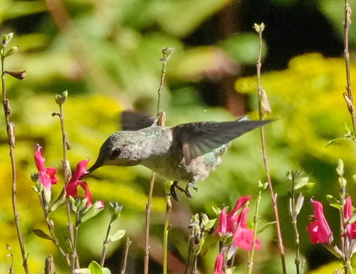 Anna's Hummingbird