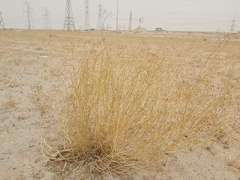 Haplophyllum tuberculatum