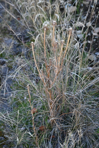 Yellow Salsify
