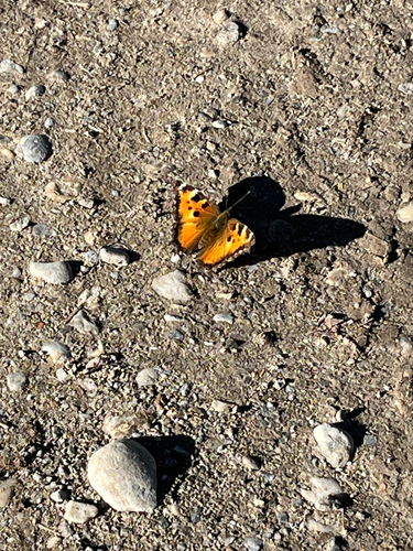 California Tortoiseshell