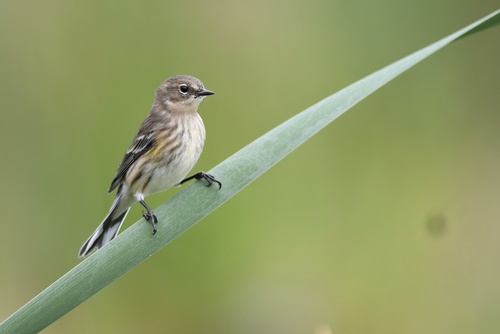 Yellow-rumped Warbler