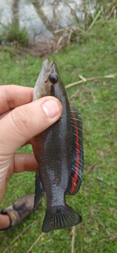 Comb Pike Cichlid