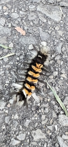 Milkweed Tussock Moth