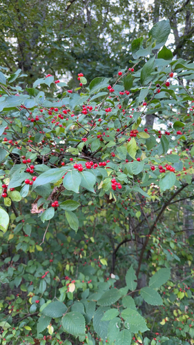Amur honeysuckle