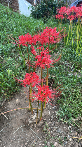 red spider lily