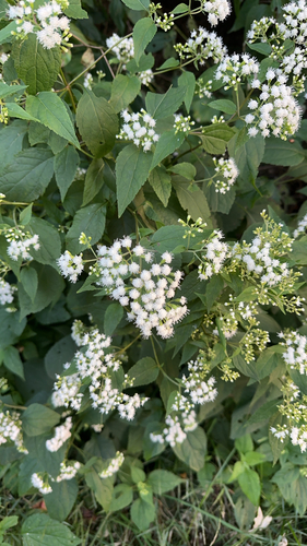 white snakeroot