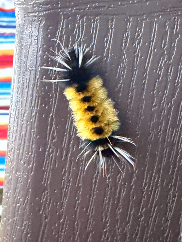 Spotted Tussock Moth