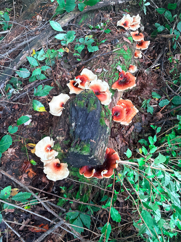 Bay Polypore