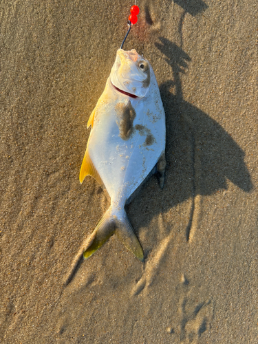 Florida Pompano