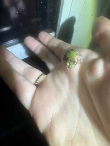 Gray Treefrog