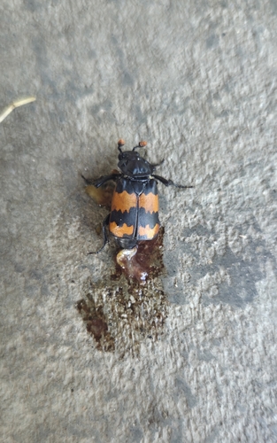Banded Sexton Beetle
