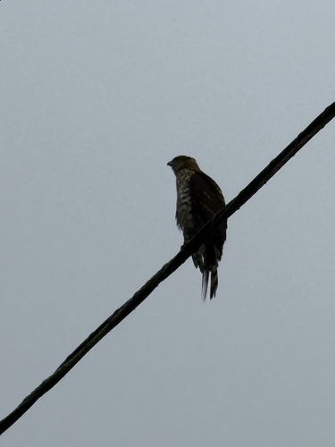 Cooper's Hawk