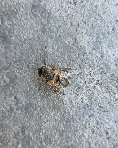 Common Drone Fly