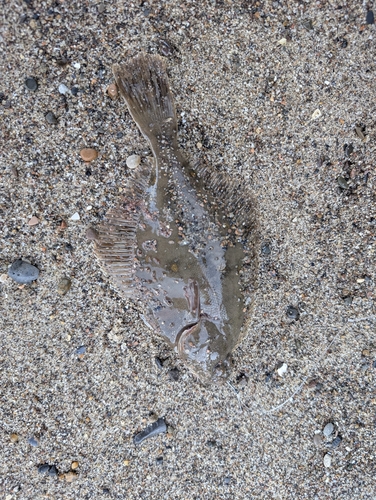 European Flounder