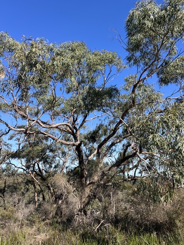 Eucalyptus viminalis, photograph 2
