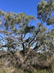 Eucalyptus viminalis, photograph (c) c_knut_lord, some rights reserved (CC BY)