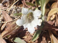 Gentiana newberryi