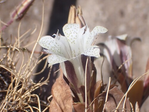 Gentiana newberryi, photograph 2