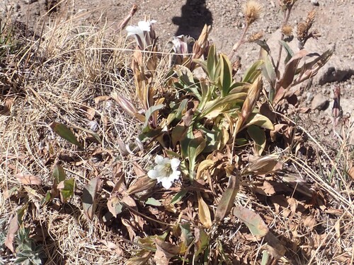 Gentiana newberryi, photograph 1