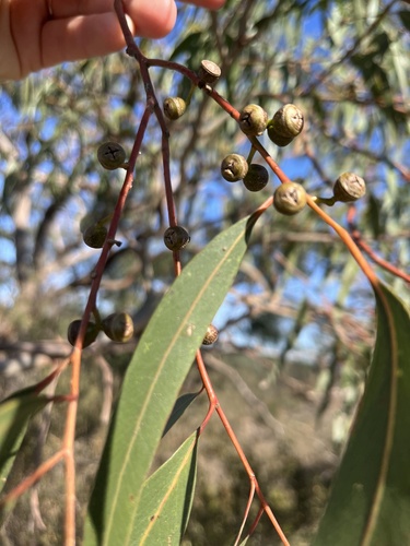 Eucalyptus viminalis, photograph 1
