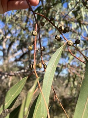 Eucalyptus viminalis, photograph (c) c_knut_lord, some rights reserved (CC BY)