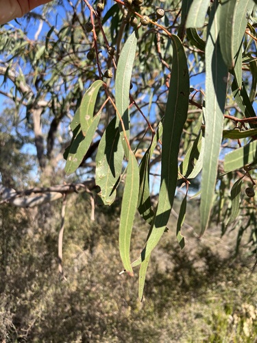 Eucalyptus viminalis, photograph 4
