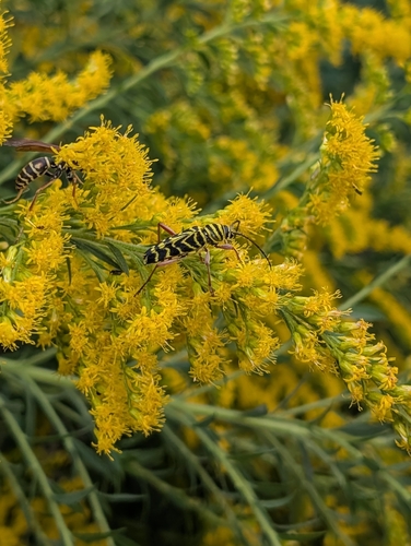 Locust Borer