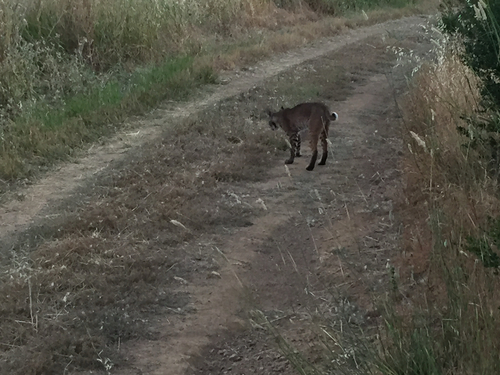 iNaturalist observation photo of Bobcat
