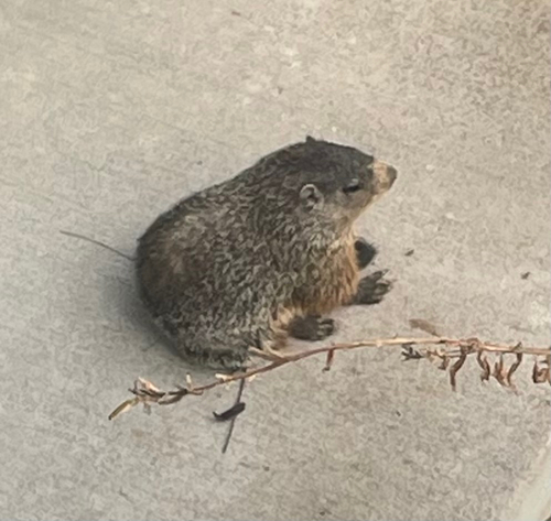 Groundhog
