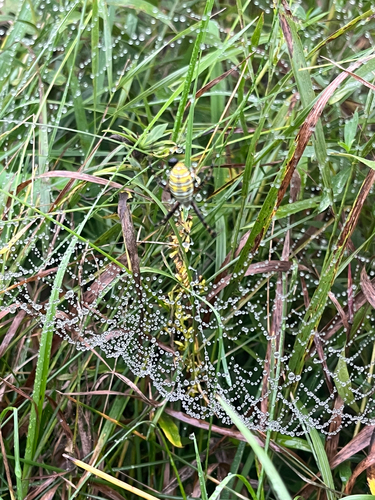 Banded Garden Spider