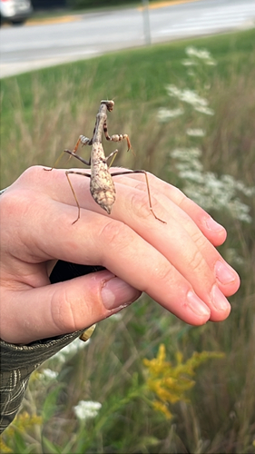 Carolina Mantis