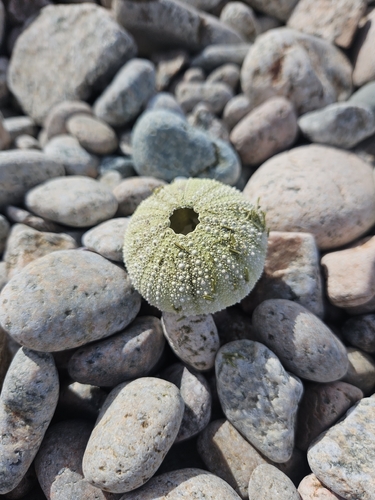 Arctic Green Sea Urchin