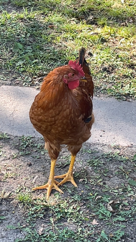 Red Junglefowl
