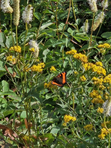 Milbert's Tortoiseshell