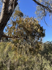 Amyema pendula, photograph (c) c_knut_lord, some rights reserved (CC BY)