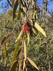 Amyema pendula, photograph (c) c_knut_lord, some rights reserved (CC BY)
