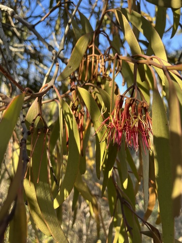 Amyema pendula, photograph 6