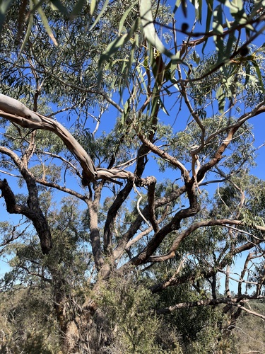 Eucalyptus viminalis, photograph 5